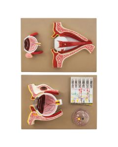 Model Human Eye Model - 5 Sections