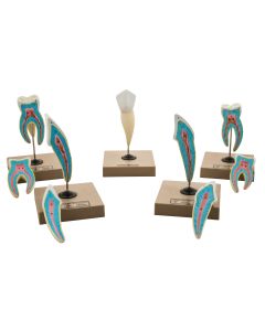 Human Teeth Set of 5 Models