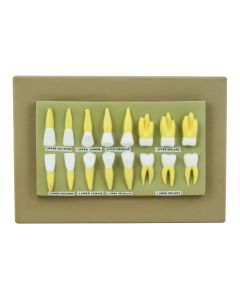 Human Teeth Display Model - 16 Teeth