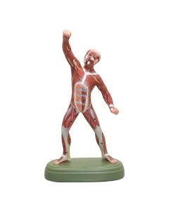 Muscle Figure Model+H2