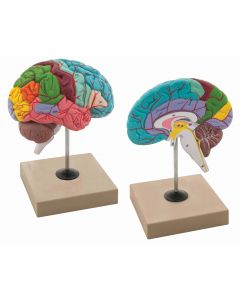 Functioning of Brain Model