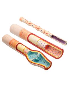 Anatomy of Artery Vein and Capillary