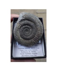 Large Ammonite