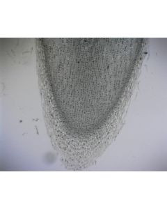 Broad Bean (Vicia) L.S. Root Tip