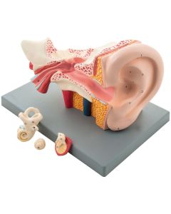 Human Ear Model