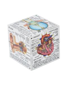 Human Body Cube