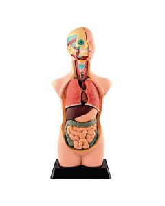 Human Torso Model 11 Parts