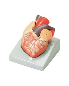 Economy Heart Model 2 Part