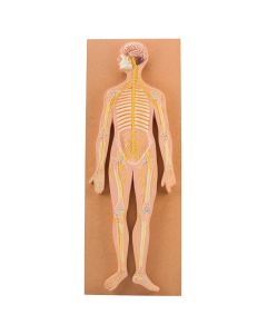 Nervous System Model