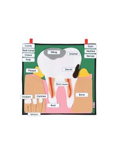 Big Tooth - Interactive Display