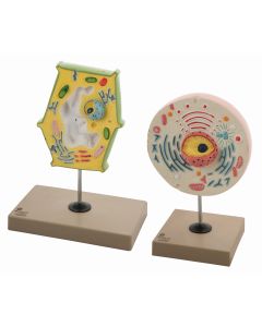 Model Plant and Animal Cell Comparison