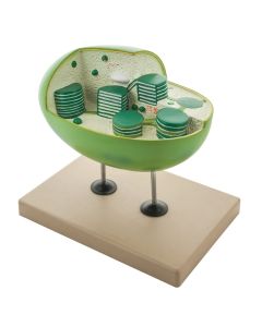 Chloroplast