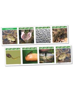 Life Cylce Frieze - A Frog Story