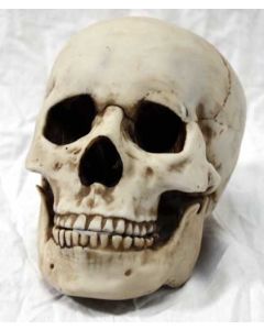 Resin Skull