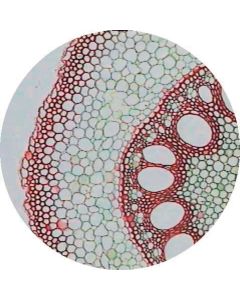 Prepared Microscope Slide - Rice - Root T.S. 
