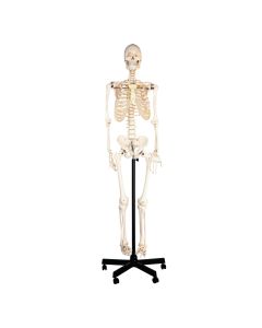 Human Skeleton With Stand