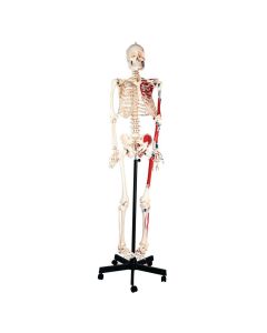 Human Muscular Skeleton with Stand