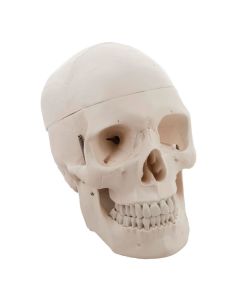 Human Skull 3 Part