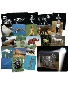 What's Inside Animals - Flash Cards