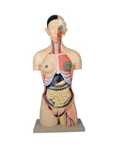Dual Sex Torso 24 Parts
