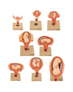 Period of Gestation