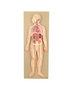 Circulatory System Model