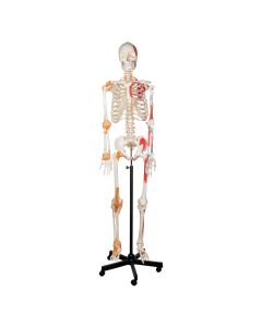 Human Skeleton with Ligament