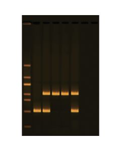Human DNA Typing Using PCR Kit