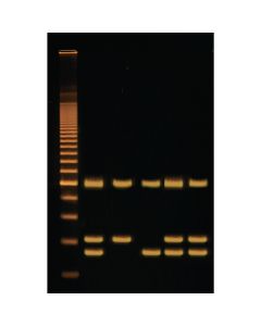Identification of Genetically Modified Food Kit