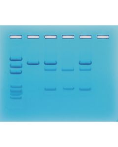 Cancer Gene Detection Kit