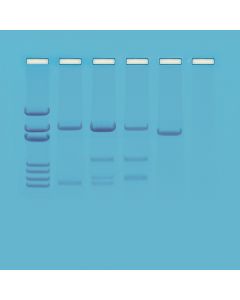 DNA Paternity Testing Simulation Kit