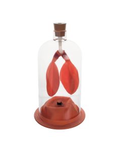 Lung Demo Model in a Bell Jar