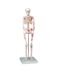 Max &frac12; Size Human Skeleton