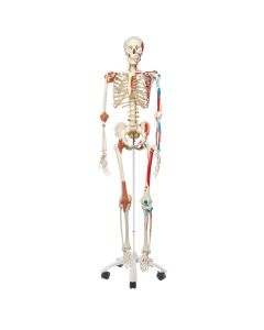 Sam Skeleton Model