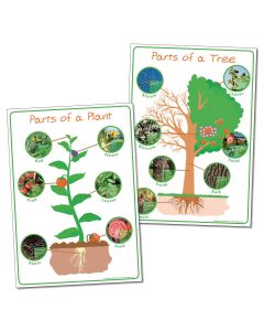 Parts of Plant and Tree - Posters - Pack of 2