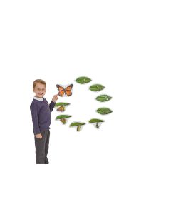 Butterfly Magnetic Life Cycle