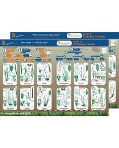 Common Grasses Identification Guide Pack