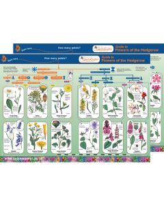 Flowers of Hedgerow Identification Guide Pack