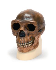 Hominid Skulls - Homo Erectus Pekinensis