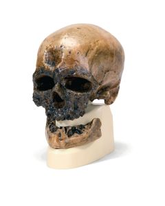 Hominid Skulls - Homo Sapiens