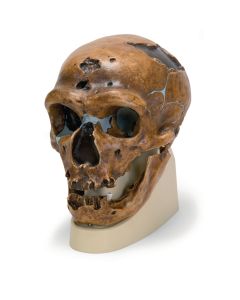 Hominid Skulls - Homo Neanderthalensis