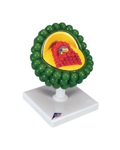 HIV Virus Model