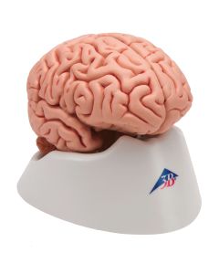 Human Brain - 5 Part