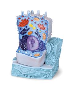 Animal Cell Model