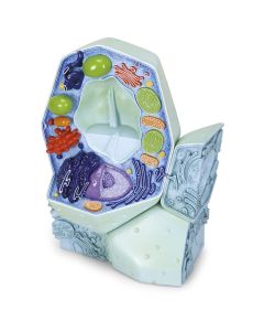 Plant Cell Model