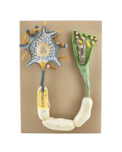 Neuron Model