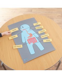 Table Top Digestive Mat