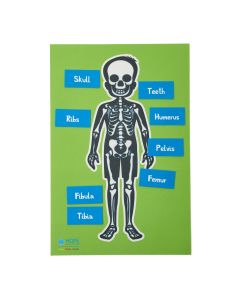 Skeleton Table Top