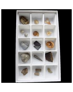 Fossil Set