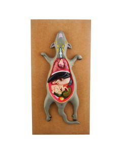 Dissection Model of A Rat Male